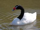 Black-Necked Swan (WWT Slimbridge 20) - pic by Nigel Key